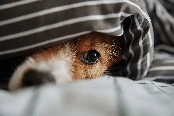 anxious shy fearful dog hiding under covers.webp