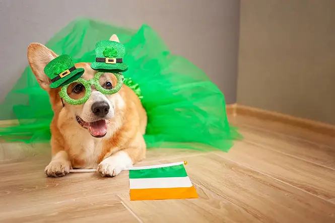 dog dressed up for st patricks day.webp