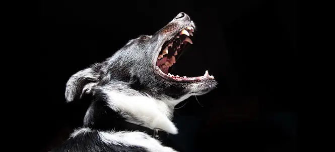 identifying dog behavior.webp