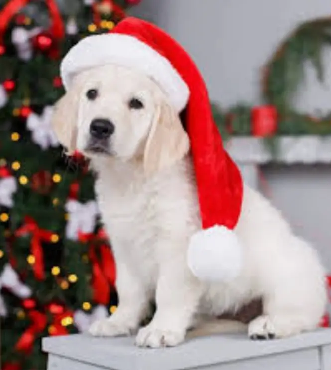 new christmas puppy.webp
