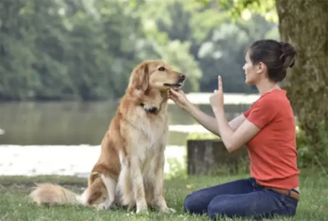 dog trainer working with golden retriever dog.webp