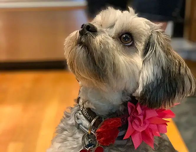 positive reinforcement dog training with properly timed cues.webp