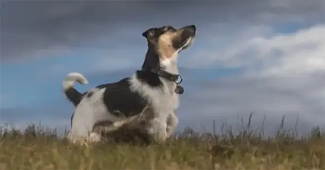 dogs and severe weather.webp