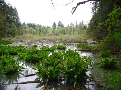 Beaverton Tualatin Hills Nature Park