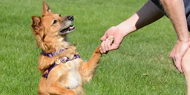 Dog learning basic manners without forceful or fearful methods during a dog training session in Nashville, TN