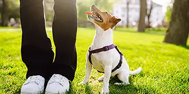 A Jack Russell Terrier dog enjoys a training session in the comfort of his own home in Nashville, TN