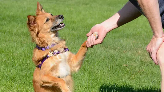 Dog learning basic manners without forceful or fearful methods during a dog training session in Nashville, TN