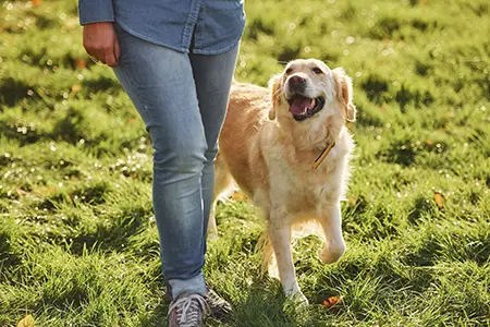 Portland behavior coach working with a labrador retriever dog during a dog training session in Portland, OR