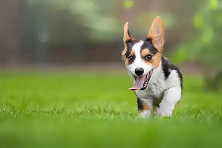 A young puppy having fun during a puppy training session in Portland, OR