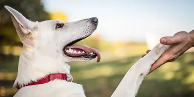 Dog learning basic manners without forceful or fearful methods during a dog training session in Portland, OR