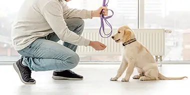 A labrador retriever puppy enjoys a training session in the comfort of his own home in Portland, OR