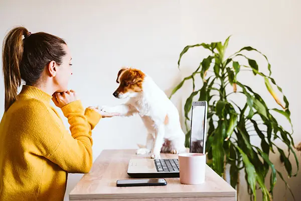 Woman and her dog learning basic manners during a live online video dog training session