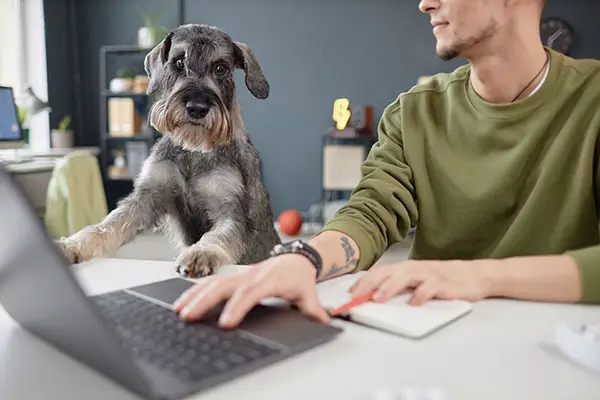 Man with schnauzer at laptop computer during a live behavior coaching online training session